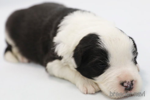 成約済の神奈川県のボーダーコリー-304588の7枚目